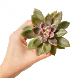 Graptoveria 'Melody'