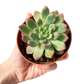 Echeveria 'Viena '