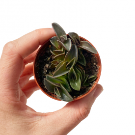 Tradescantia naviculalis