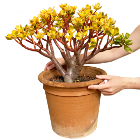 Crassula ovata 'Hummel's Sunset '