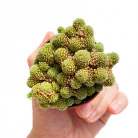 Monanthes polyphylla