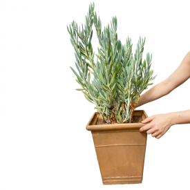 Senecio 'Mount Everest'