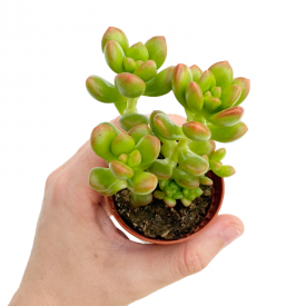 Fetthenne (Sedum lucidum obesum)