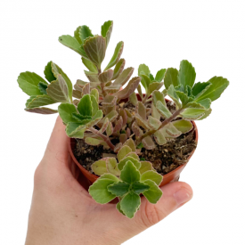 Plectranthus caninus