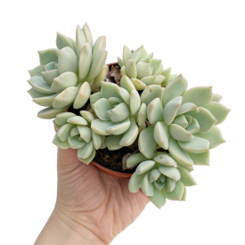 Graptoveria titubans