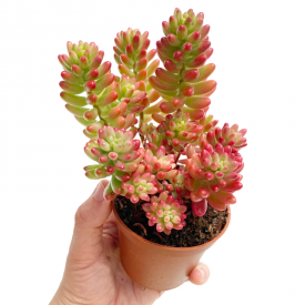 Sedum rubrotinctum 'Aurora '