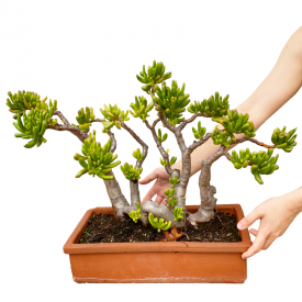 Crassula ovata 'Gollum'