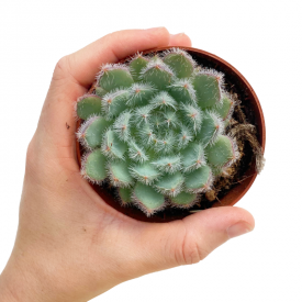 Echeveria setosa var. Setosa-Form. Blau
