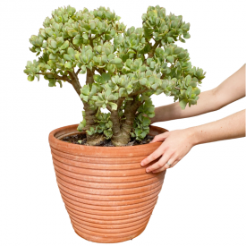 Crassula arborescens ssp. undulatifolia 'Undulata'