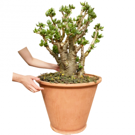 Crassula ovata 'Obliqua '