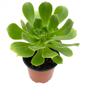 Aeonium arboreum 'Holochrysum '