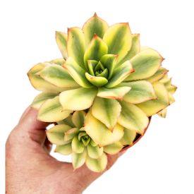 Aeonium 'Floresens '