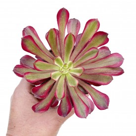 Aeonium 'Mardi Gras'