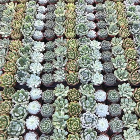 copy of Mini piante succulente