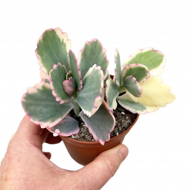 Kalanchos gefütterttschenkoi 'Variegata '