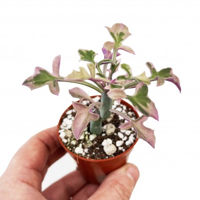 Senecio articulatus 'variegata'