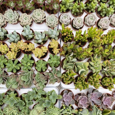 Selection 20 mini succulents