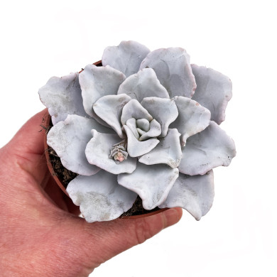Echeveria 'Crispate Beauty'