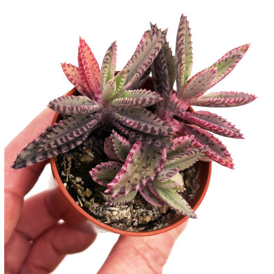 Kalanchoe 'Pink Butterfly'