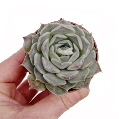 Echeveria hyalina