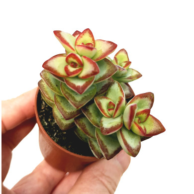 Crassul rupestris 'High Voltage'