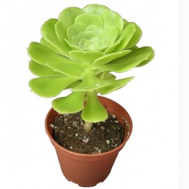 Aeonium arboreum
