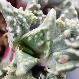 Faucaria tuberculosis