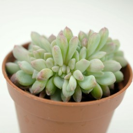 Echeveria gentryi form. cristata