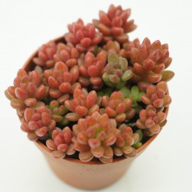 Sedum 'Weiße Fetthenne'