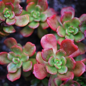 Echeveria multicaulis