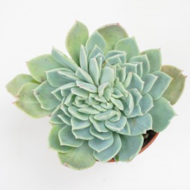 Echeveria secunda var. pumila form. cristata