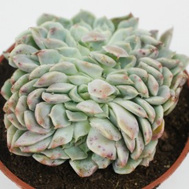 Echeveria sanchez mejoradae form. cristata