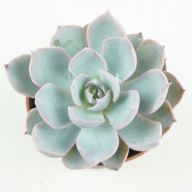 Echeveria subsessilis