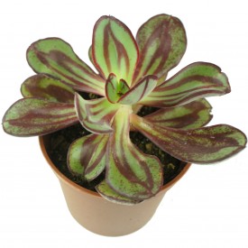 Echeveria nodulosa 'Gemalte Schönheit '