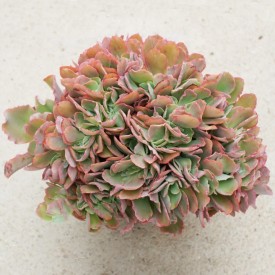 Echeveria 'Takasago No Okina' form. cristata