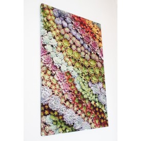 Tabella del succulente