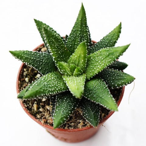 Haworthia 'Enon'