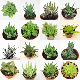 Collection d'Haworthia