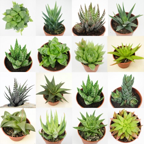 Collection d'Haworthia