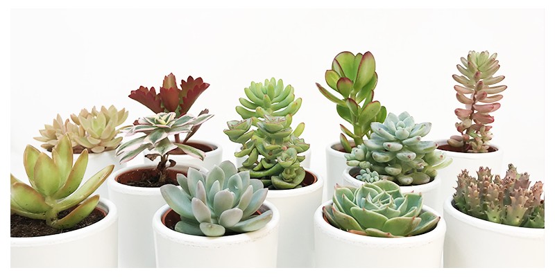 Les succulentes : un voyage aux origines de ces plantes fascinantes