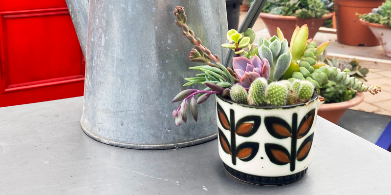 Recycler une vieille tasse en mini-composition de boutures de succulentes