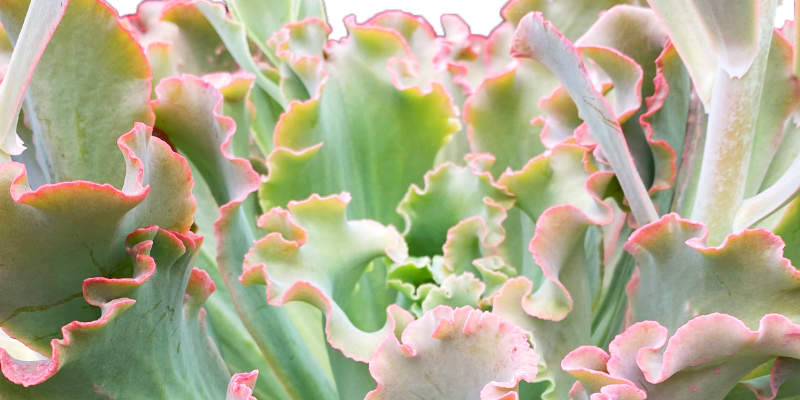 Faut-il mettre de l'engrais sur ses succulentes ? On vous donne notre avis